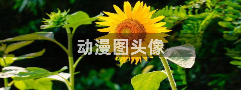 omofun动漫 官网：动漫图头像